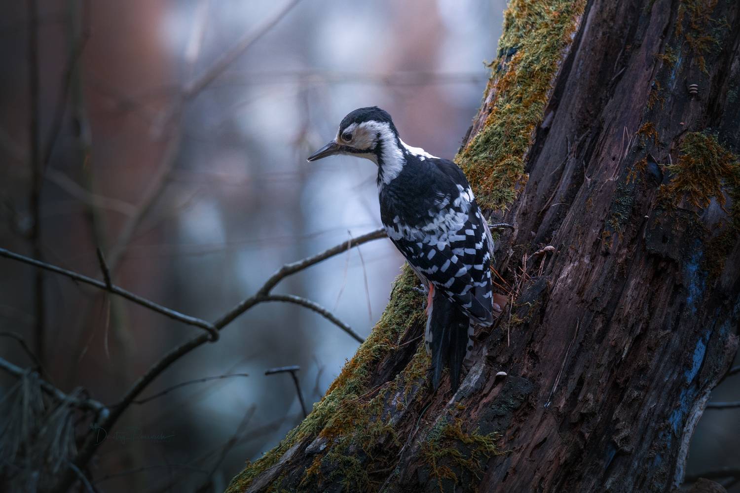 природа, лес, поля, огороды, животные, птицы, макро, Посевич Дмитрий