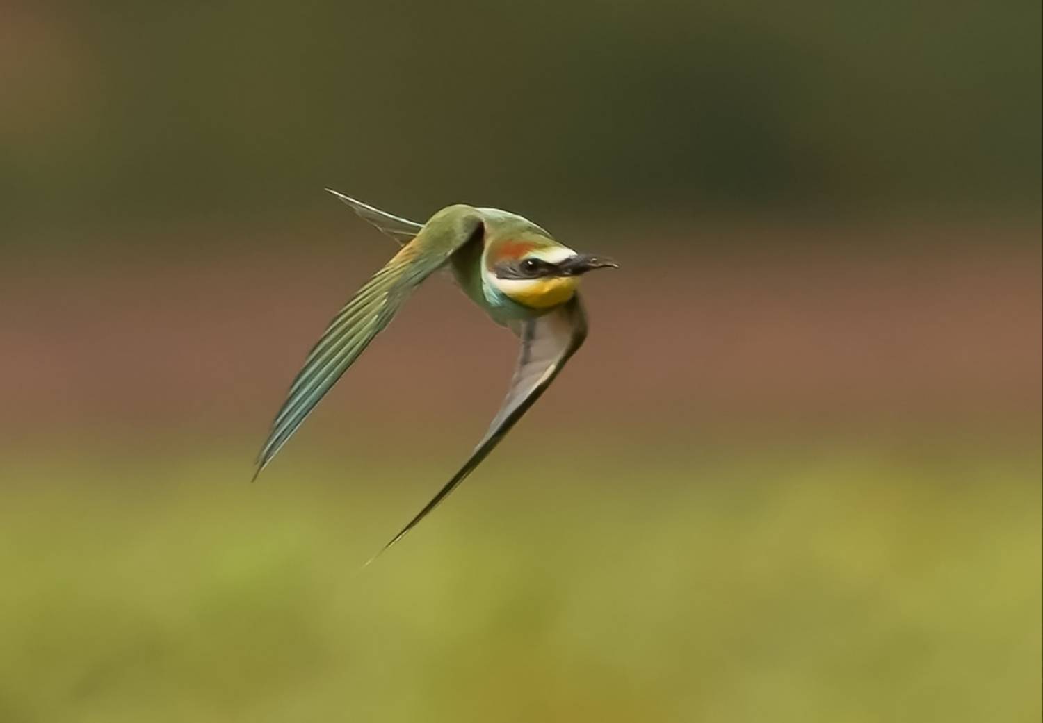 , Красимир Георгиев