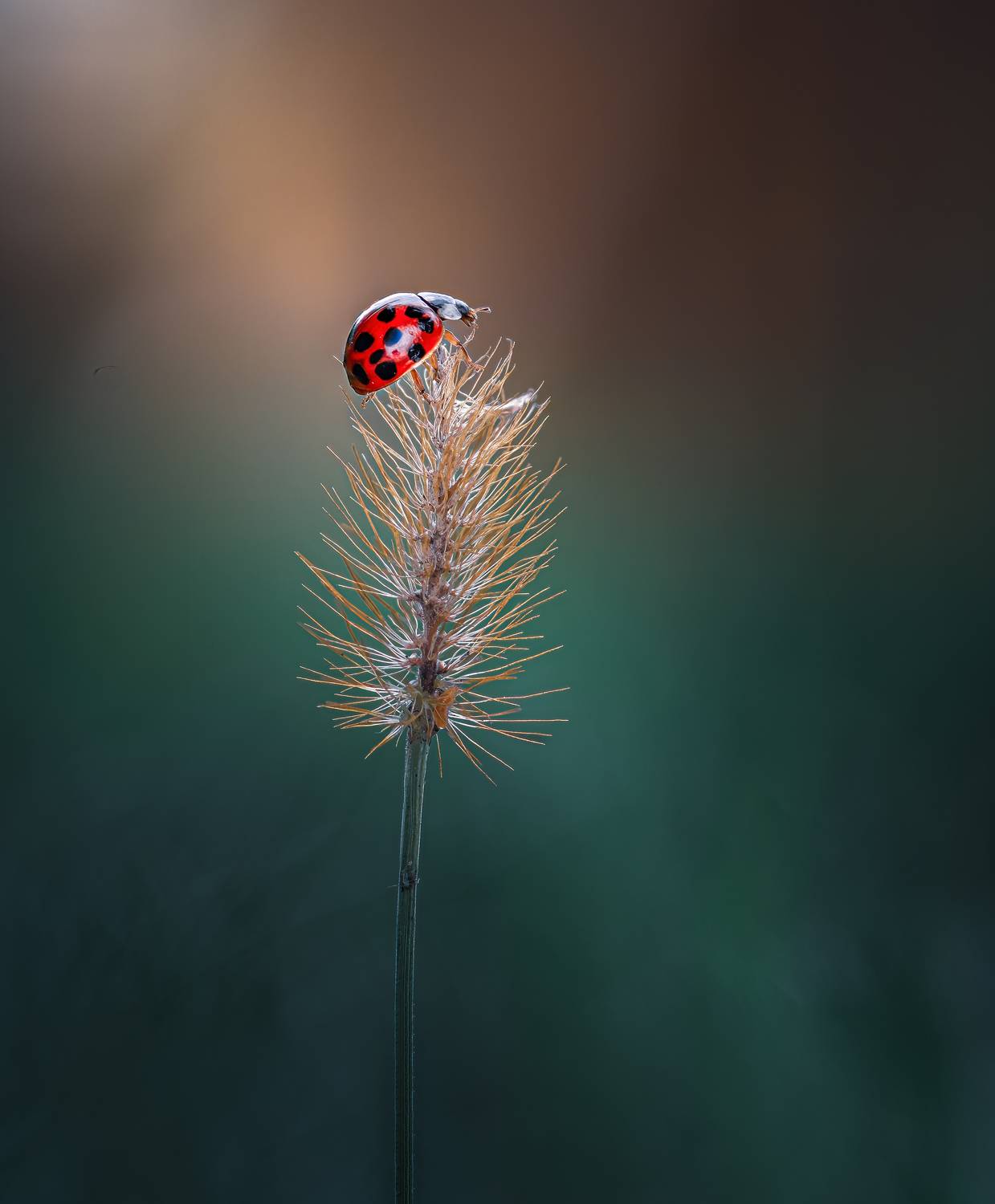 ladybug, beetle, insect, flower, macro, bugs, ladybird,, Atul Saluja