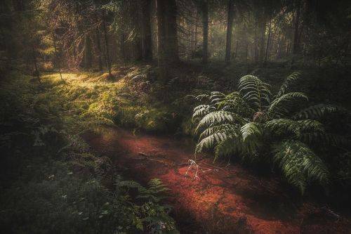 Karelian forests