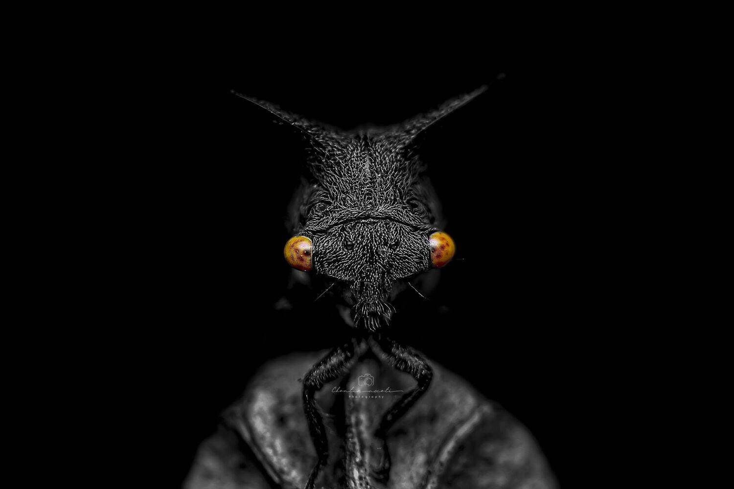 black, animal, insect, dark, eyes, small, treehopper, beautiful, nature, natural, beauty, macro, focus, light, NeCoTi ChonTin