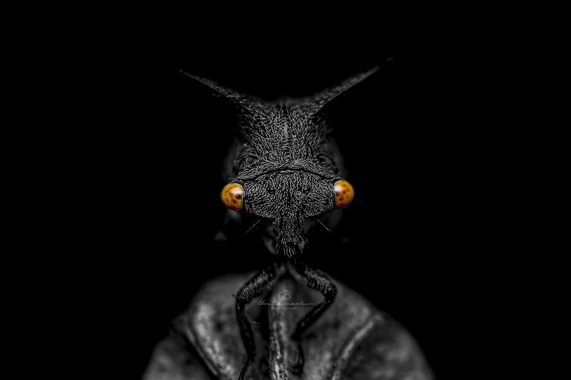 black, animal, insect, dark, eyes, small, treehopper, beautiful, nature, natural, beauty, macro, focus, light The treehopper in the dark фото превью