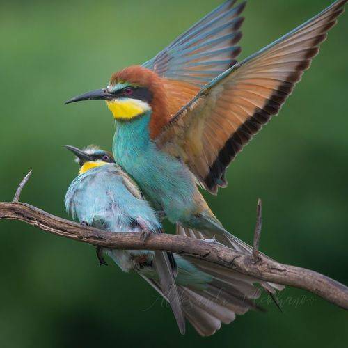 Торжество жизни