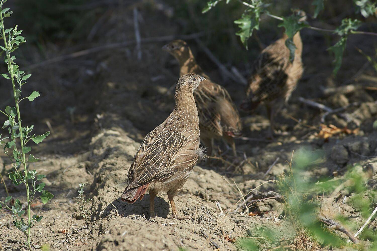 volgogad, russia, wildlife, bird, birds, birdswatching, volgograd, russia, wildlife, Perdix perdix, , Сторчилов Павел