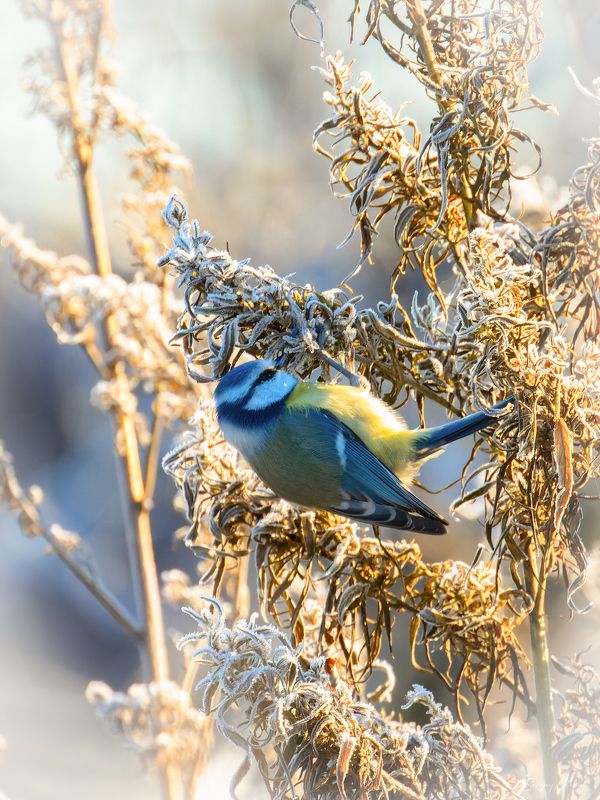 лазоревка, птицы, пернатые Лазоревка фото превью