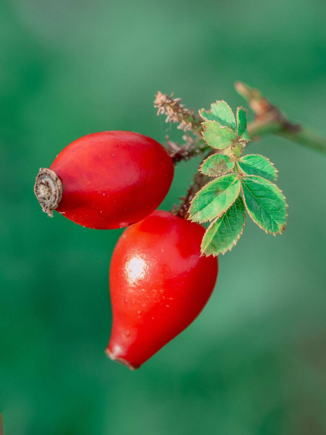 макро, шиповник, macro, Протченко Ирина