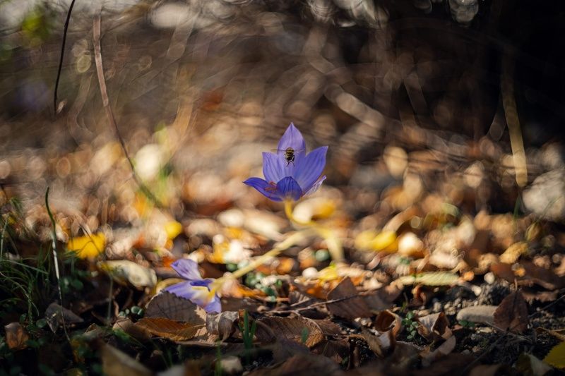 Крокусовый ноябрь. фото превью