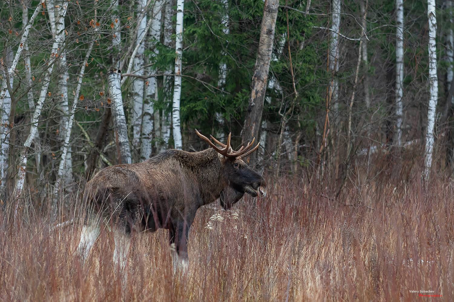 , Валерий Субачев