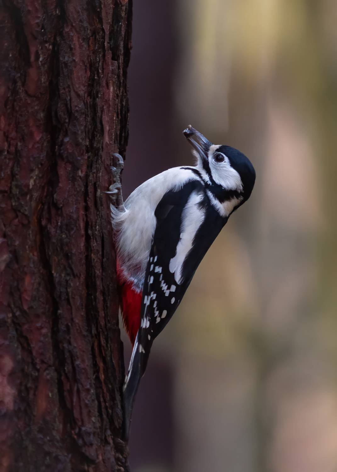 птицы, Денис Пронин