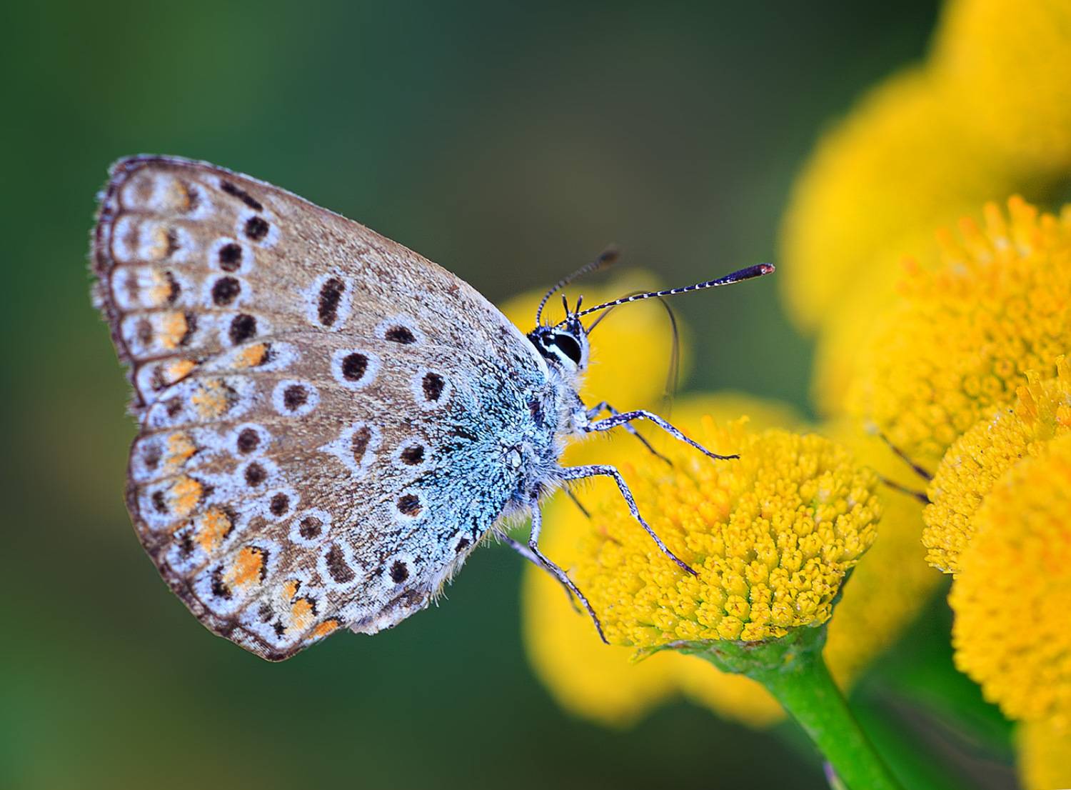 насекомые, бабочка, голубянка, червонец, икар, лето, июль, Борис Новиков