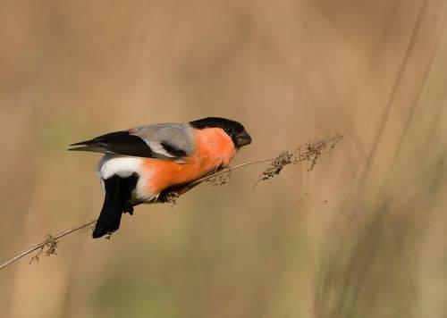 Bullfinch (Снегирь)