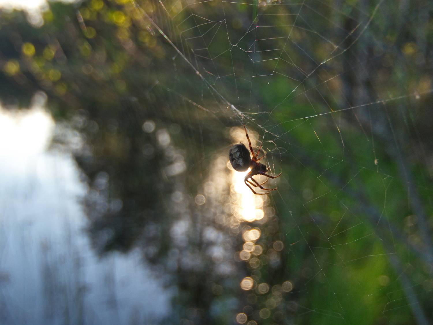 озеро, утро, паук, паутина, солнечные лучи, Виктор Гурков