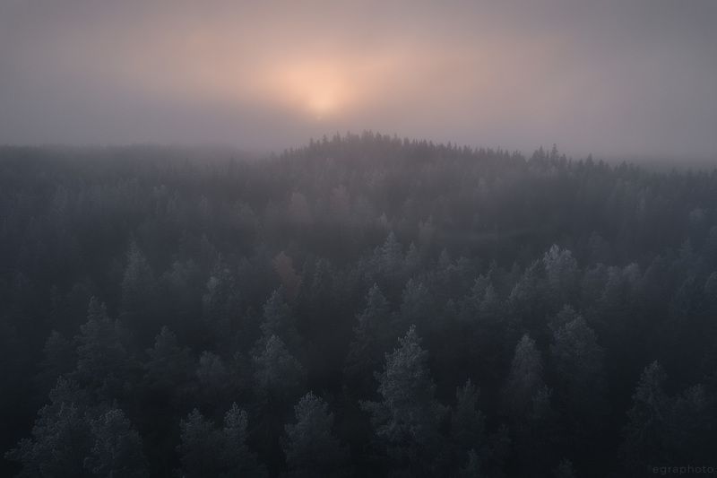 ленинградская область, выборгский район, карельский перешеек, россия Лес Хийси фото превью