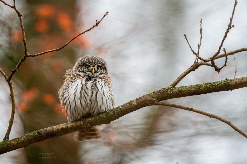 птицы, фотоохота, сова, сычик Нелетная погода фото превью
