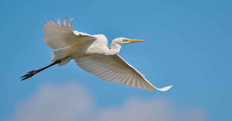 Белая цапля фото превью