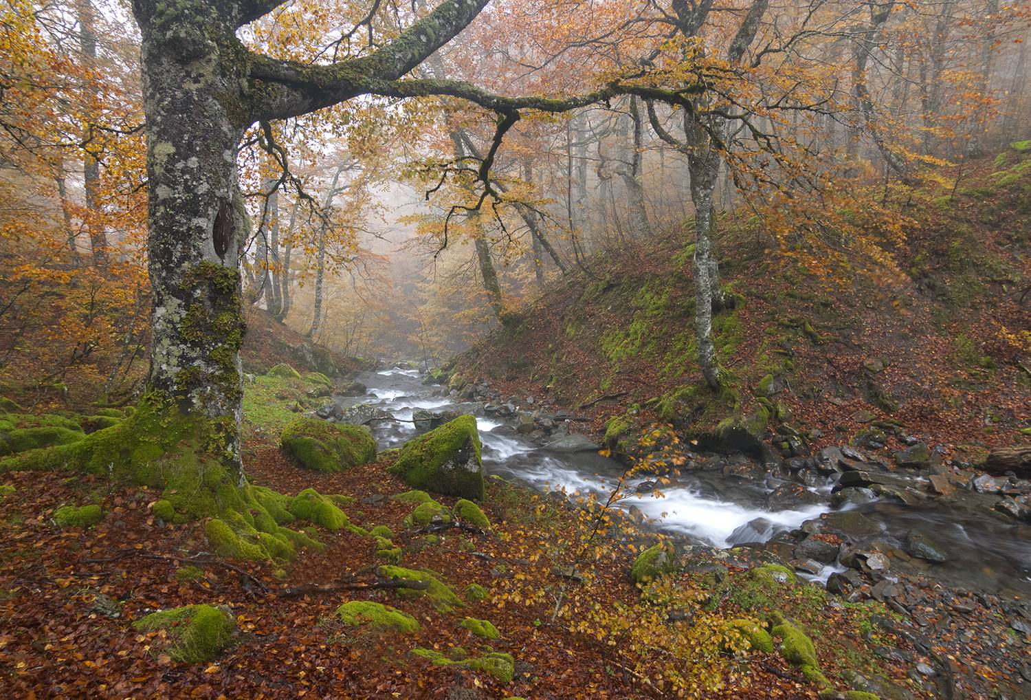 photo, photography, picture, land, landscape, nature, autumn, river, color, mood , colorful, water, tree, foggy, fog outdoor, jimenez millan samuel