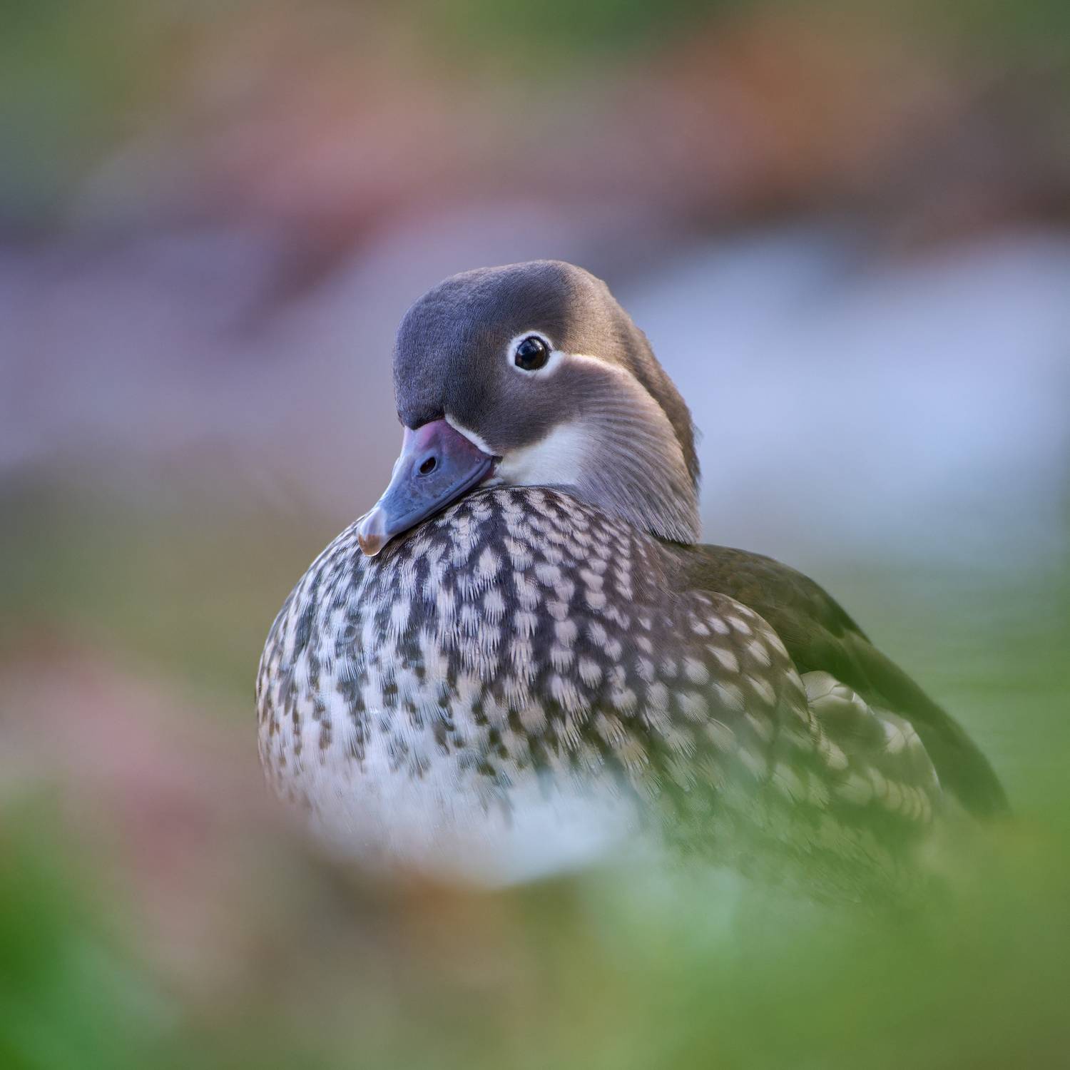 , Александр Семенов
