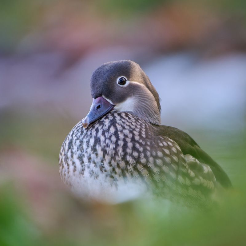 Самка мандаринки фото превью
