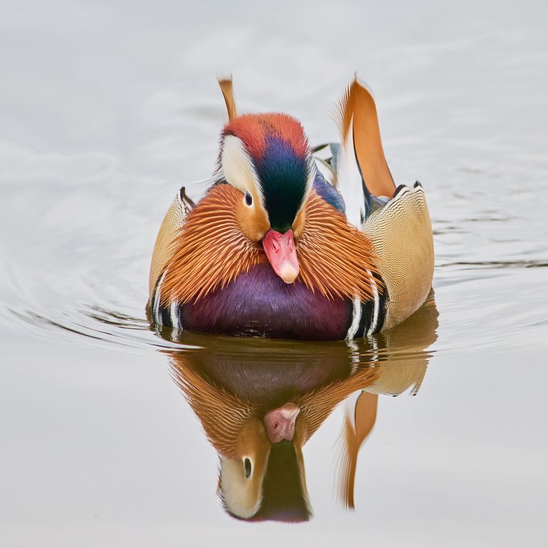 Мандаринка фото превью