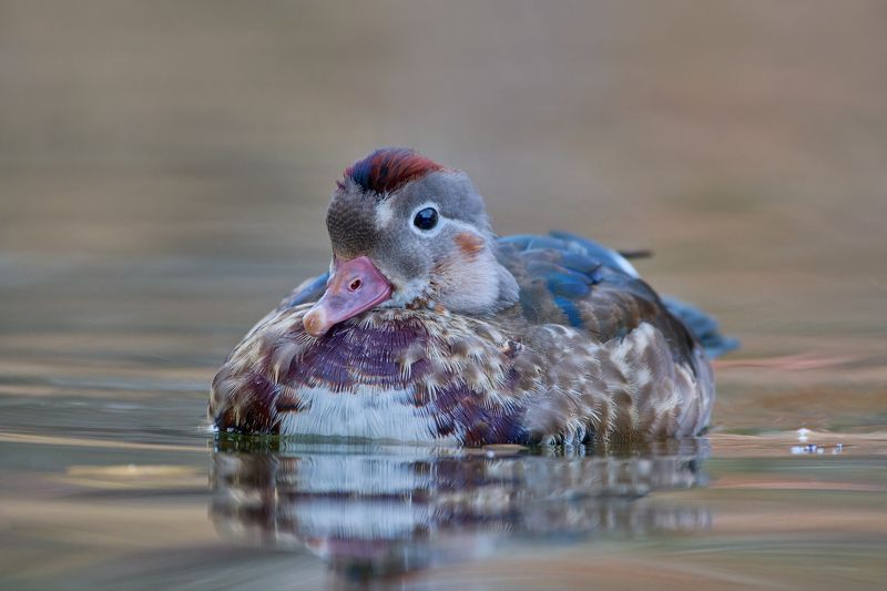 Молодой самец мандаринки фото превью