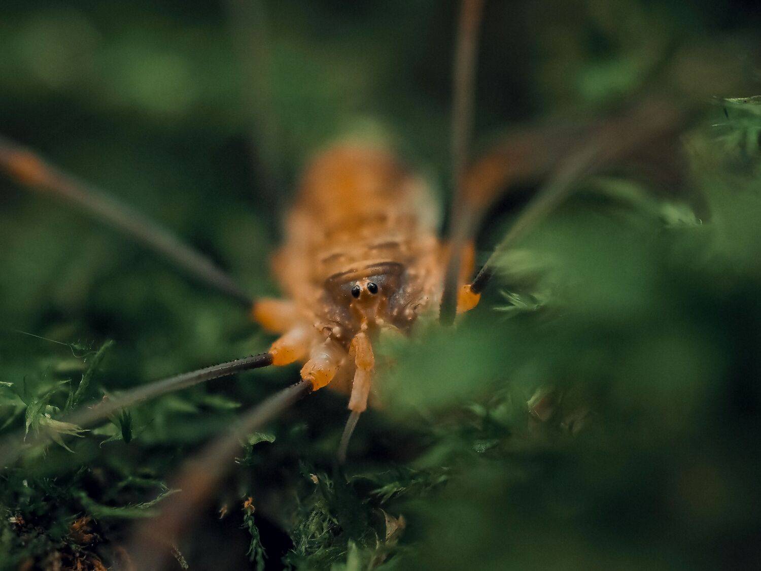 паук, сенокосец, макро, macro, spider, Протченко Ирина