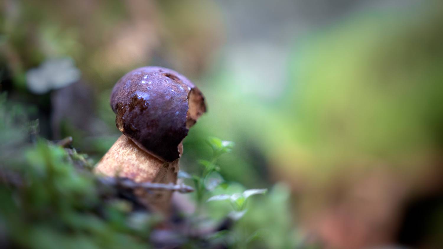 гриб, лес, Валерий Вождаев