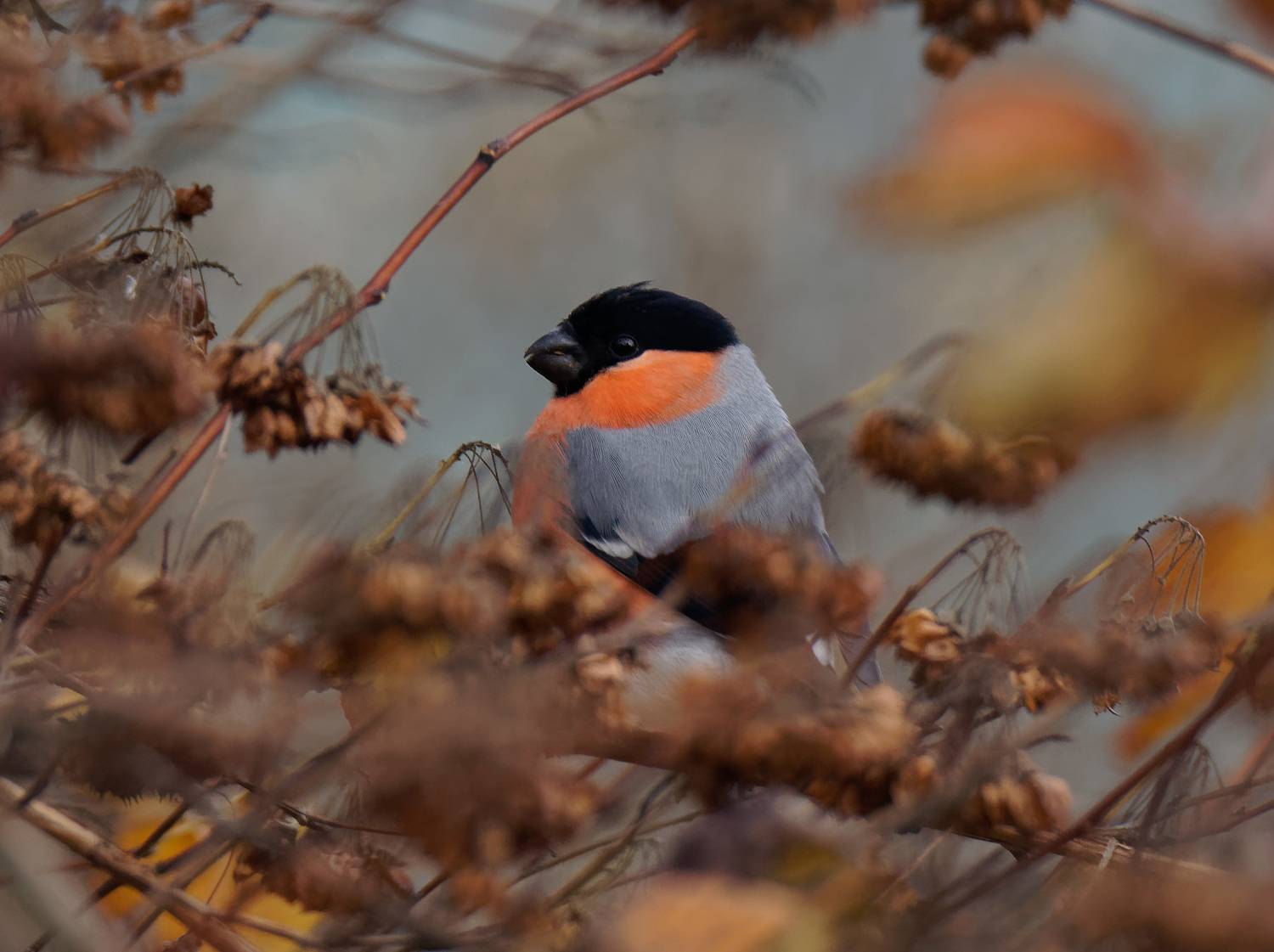 Снегирь, птицы, вьюрковые, природа, фотоохота, bullfinch, birds, birdwatching, nature, Пётр Калачев