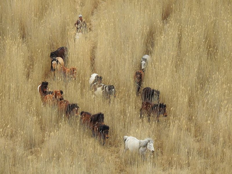 #Mongolia #Khovd Horseman фото превью