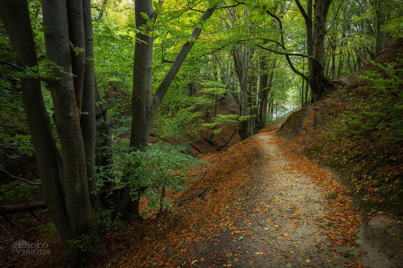 forest,gorge,beech,tree,trees,woods,woodland,autumn,autumnal,baltic sea,poland On the way among old Beech forest фото превью