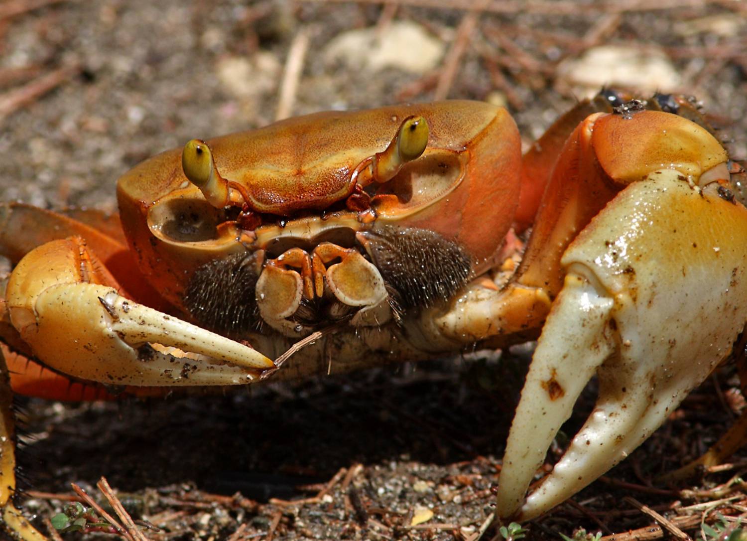 , Дмитрий Елисеев