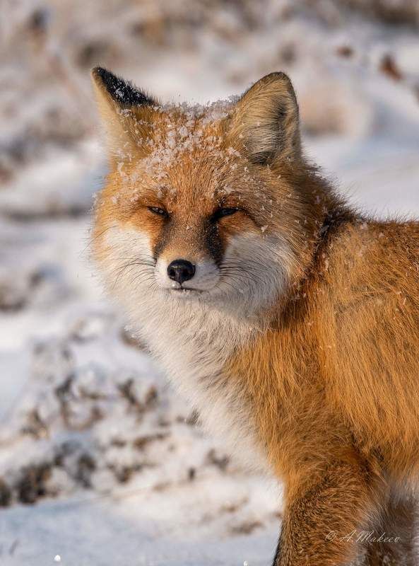 *** фото превью