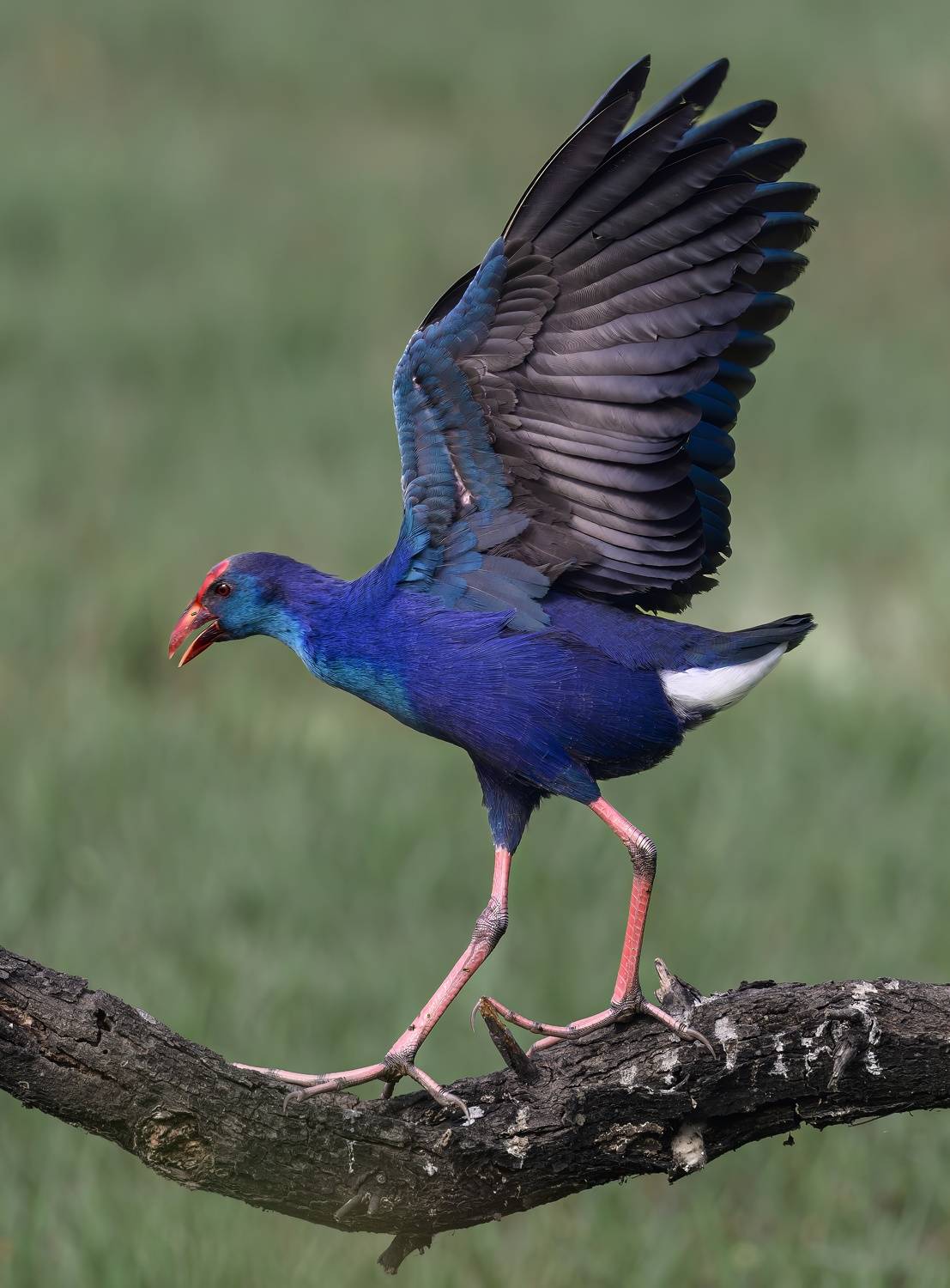 , Пупонин Сергей