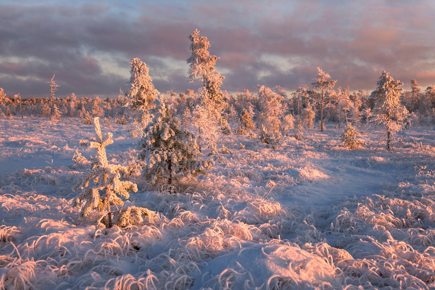 , Максим Евдокимов