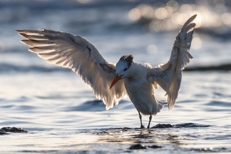 Royal tern 1 фото превью