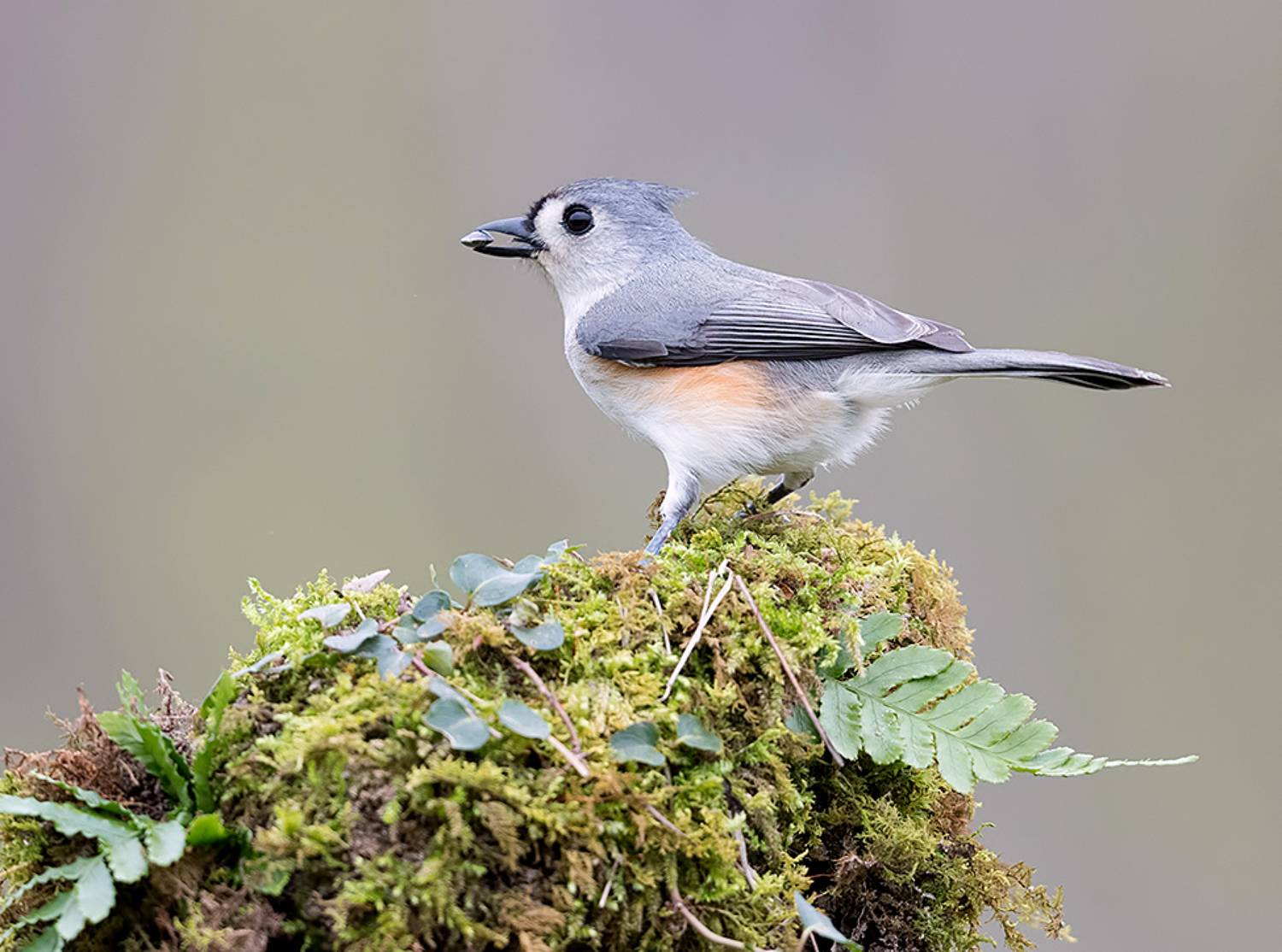 tufted titmouse, острохохлая синица,  синица,  titmouse,  зима, Etkind Elizabeth