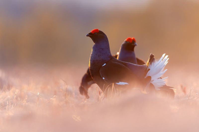 Тетерева. фото превью