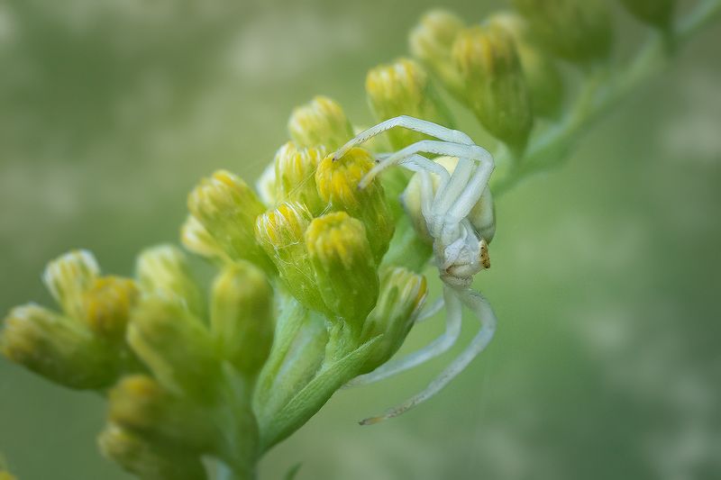 макро, паук, spider, macro Цветочный паук фото превью