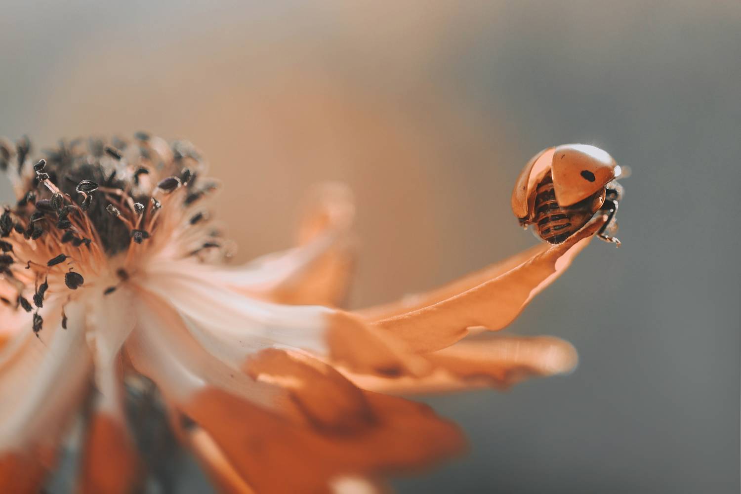 , Лапшина Владлена