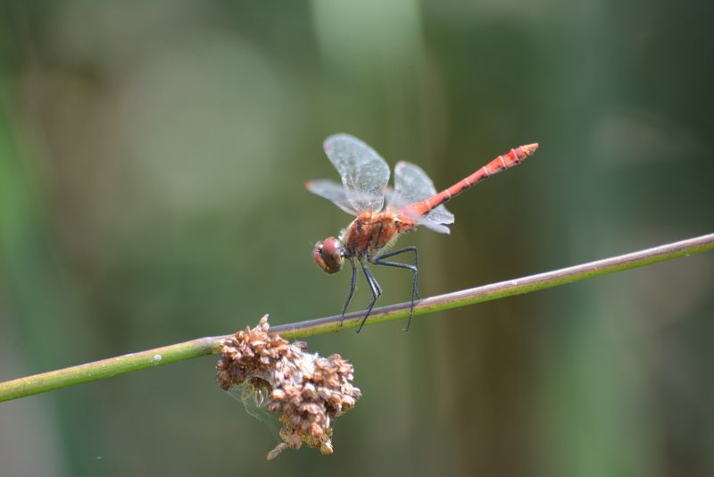 Red drakon фото превью