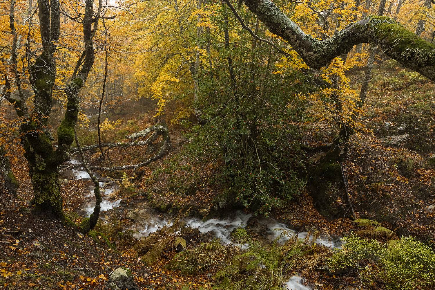 photography, mountain, autumn, fog, landscape, photo, awakening, color, land, landmark, lands, soft ligth, ligth, mountains, photo, river, jimenez millan samuel