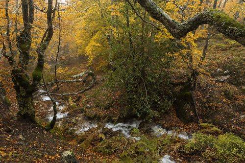 Primeval colors (II)