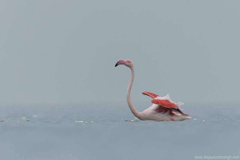 Greater flamingos takeoff Greater flamingos фото превью
