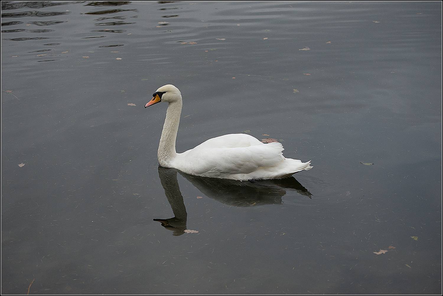 москва, парк, птица, АНАТОЛИЙ ДОВЫДЕНКО