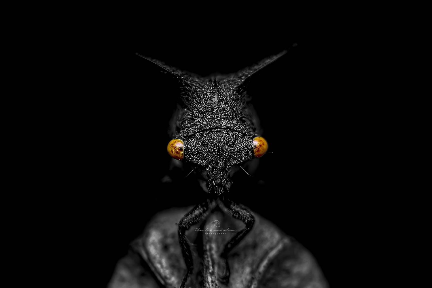 dark, black, treehopper, insect, small, macro, beautiful. nature, eyes, focus, NeCoTi ChonTin