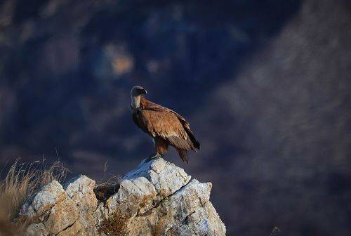 Белоголовый сип..