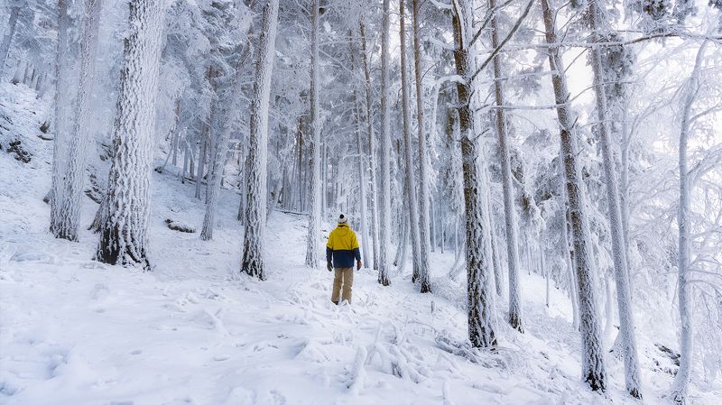 сибирь, хакасия, зима, лес, нарния, siberia, khakassia, winter, forest, narnia Сибирский лес Нарнии фото превью