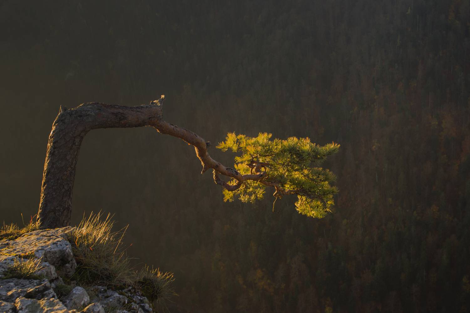 Horizontal, Photography, Nature, Tree, Nature, Pine, Leaf, Pieniny, Sokolica, Poalnd, Landscape, Pine, sunrise, goldenhour, Damian Cyfka