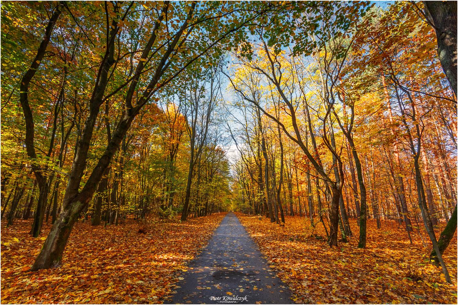 polska, droga, las, drzewa, jesień, Kowalczyk Piotr