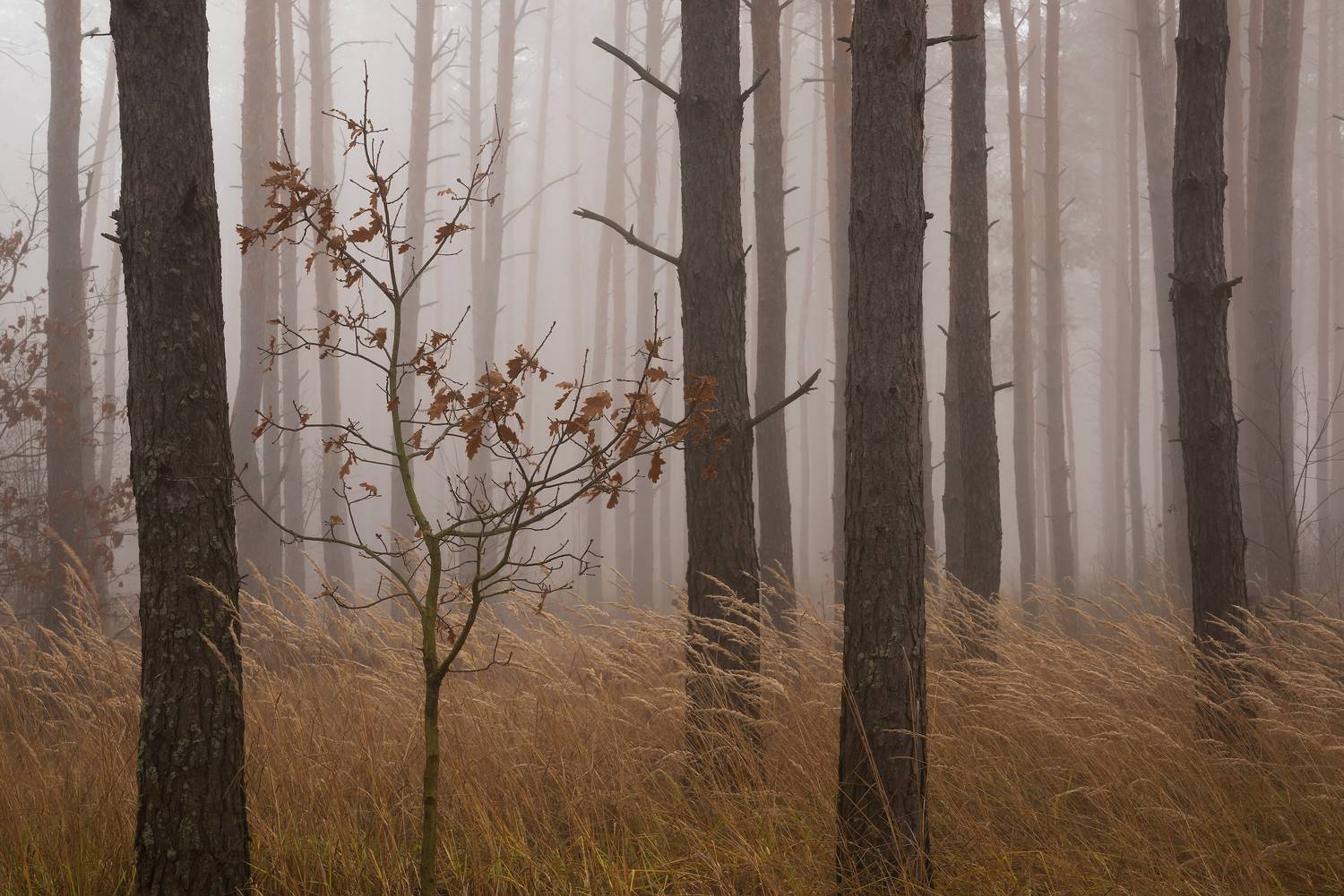 , Захаров Дмитрий