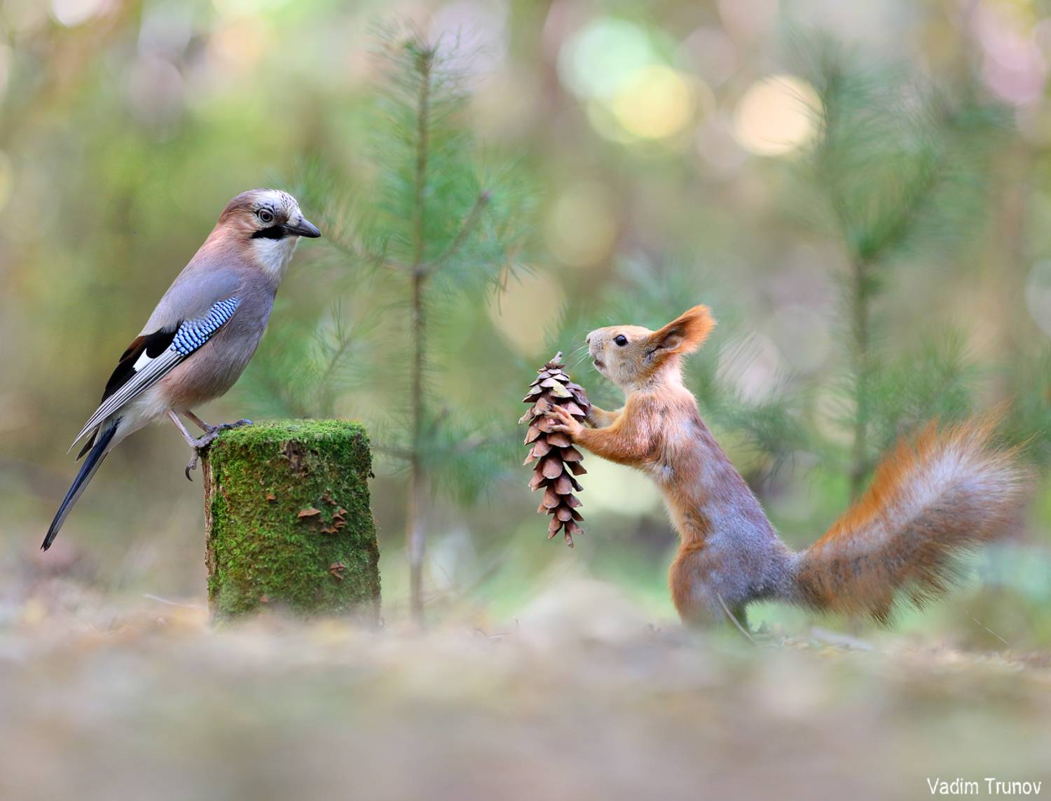 белка, шишка, squirrel, сойка, Вадим Трунов